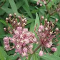 Asclepias incarnata fleur